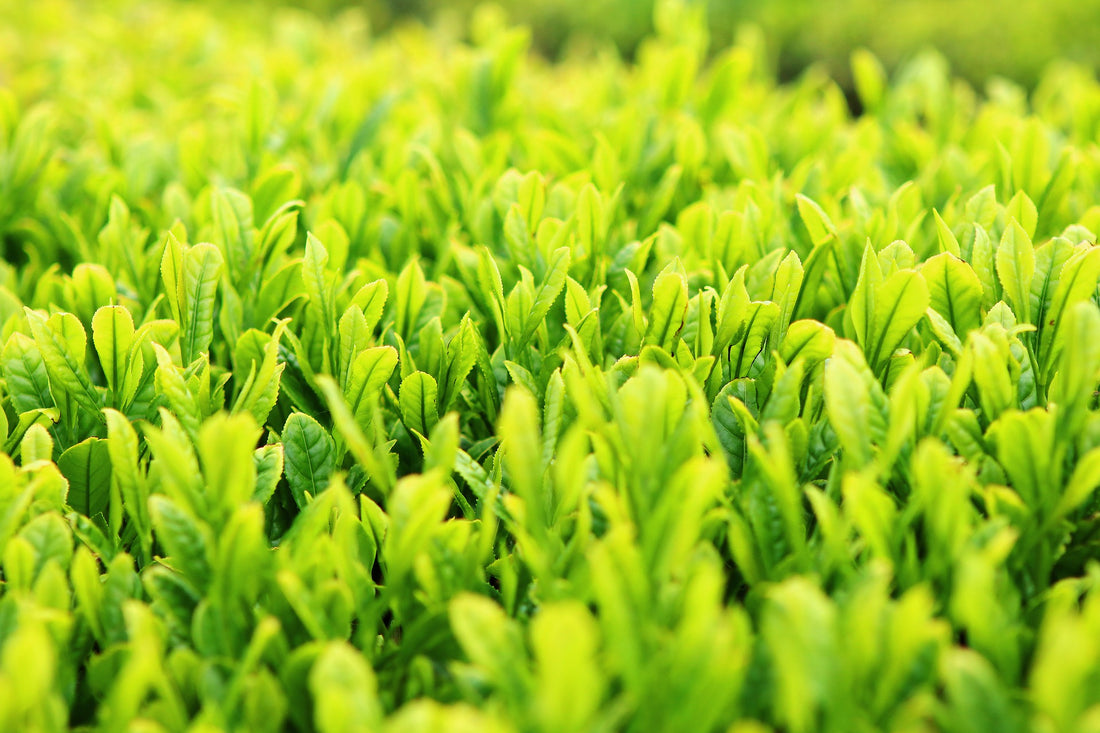 A field with fragrant green tea leaves from Japan