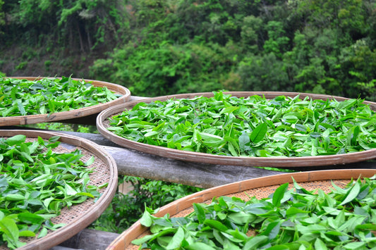 Fresh tea leaves drying on bamboo racks